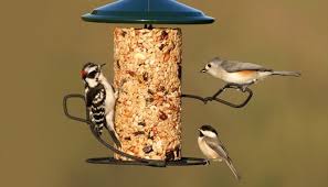 Various garden birds feeding from a bird feeder in a garden.