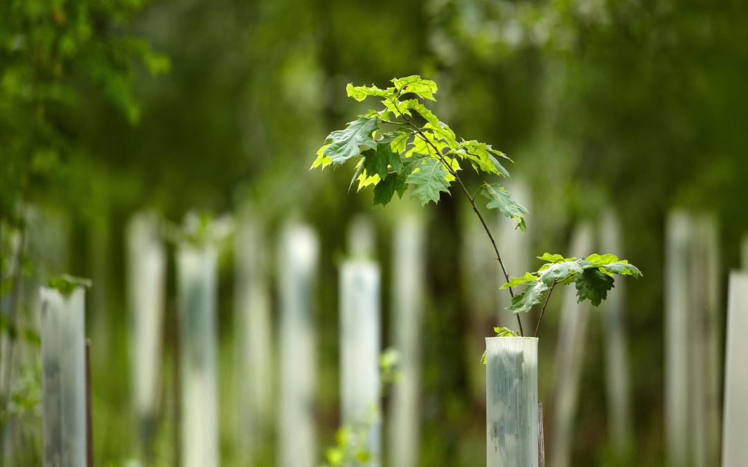 Government Scheme to Boost Tree Planting