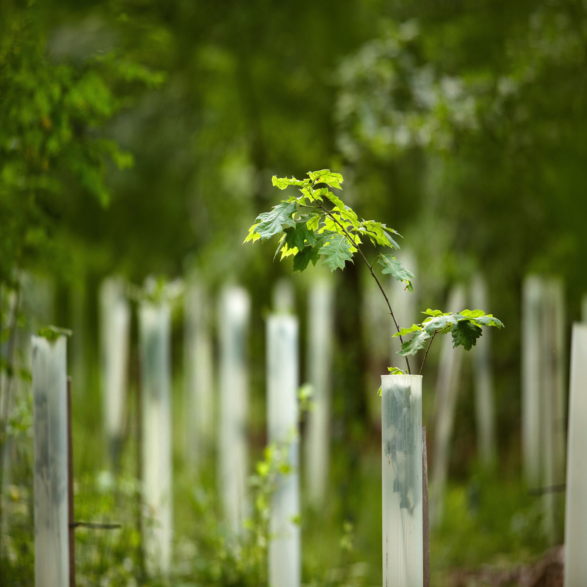 Young oak trees planted in protective tubes, showcasing early-stage growth in a garden setting.