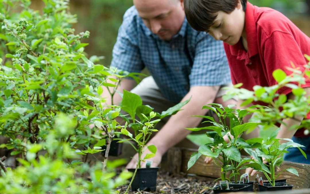 Gardens and Immune systems!