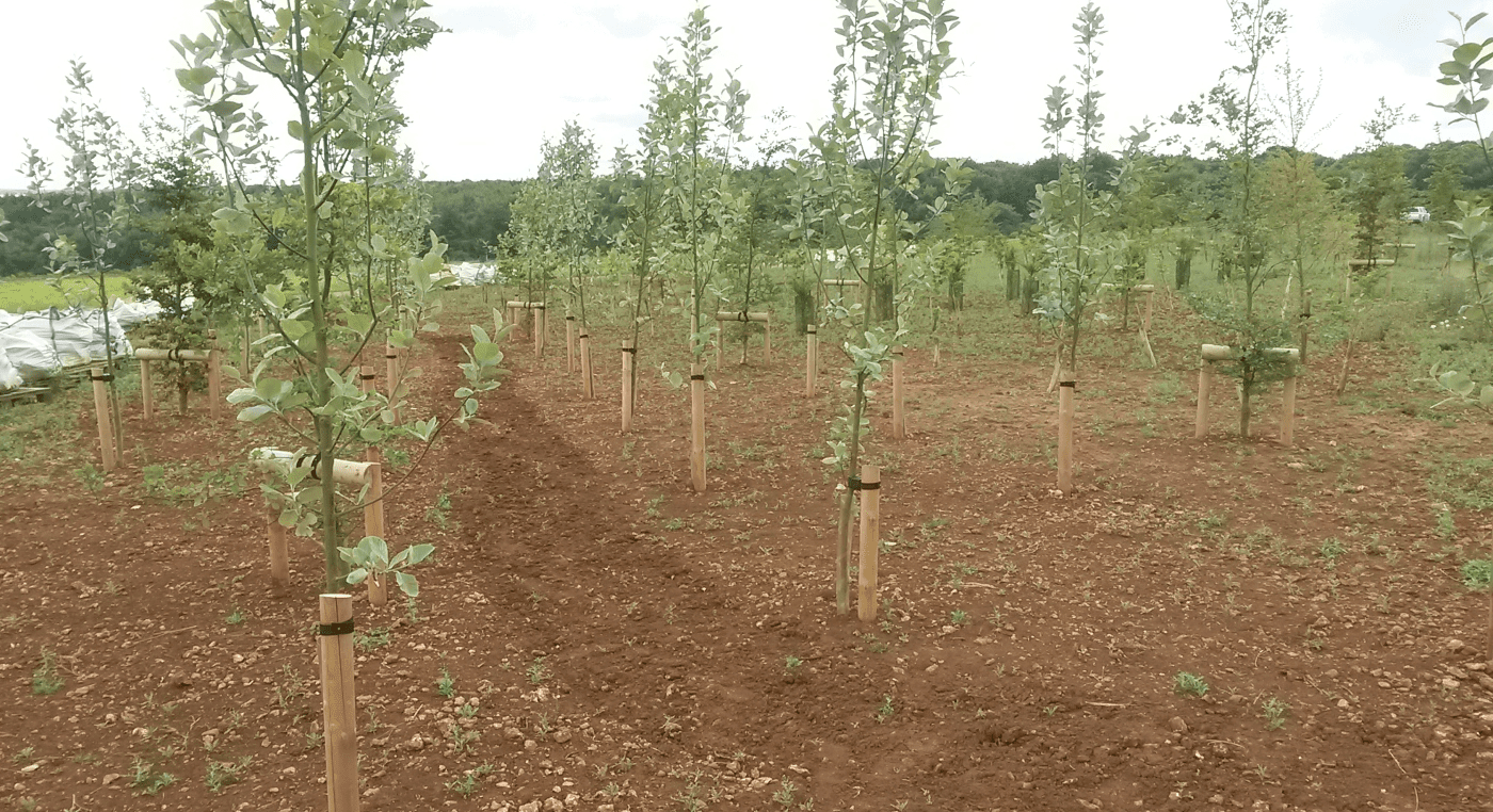 Tree planting process for project 6954 by Cotswold Estates and Gardens.