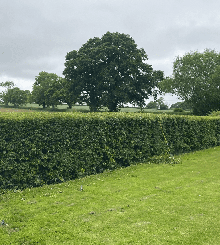 A beautifully maintained hedge by Cotswold Estates and Gardens.