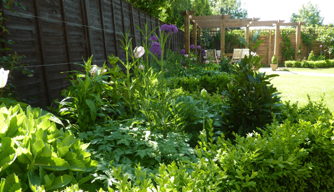 Plants and flowers in the border beds of the Down-Amney garden, designed by Cotswold Estates and Gardens.