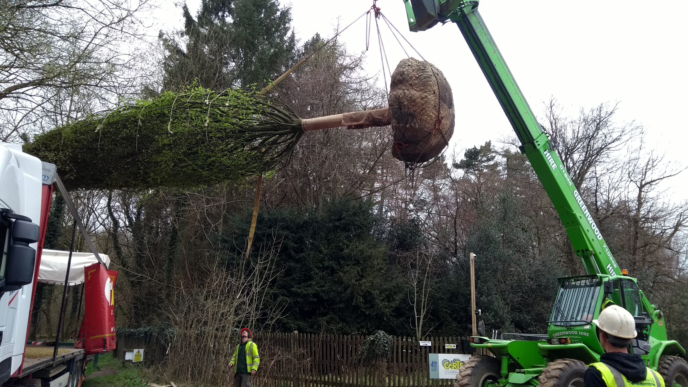 A tree being moved by a crane for planting.