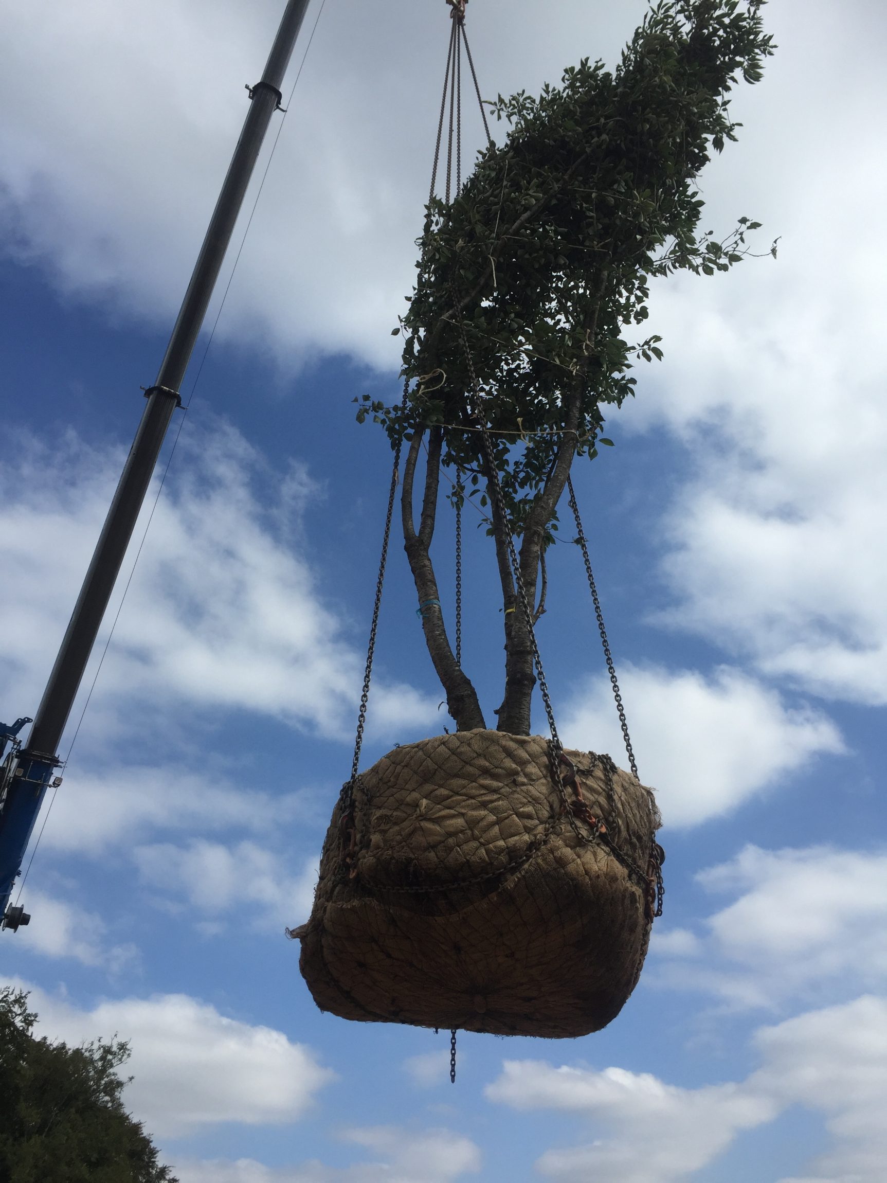 A tree being moved by a crane for planting.