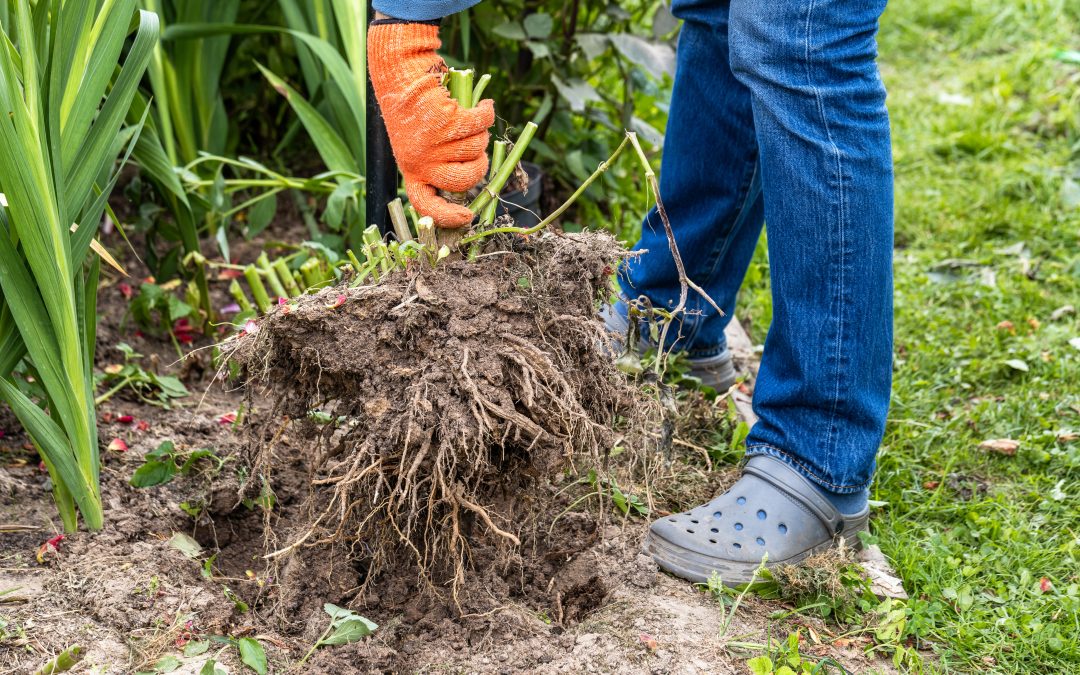 Bare root planting